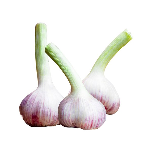 Млечен чесън, България